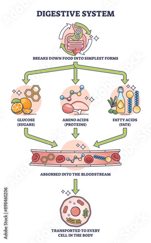 Simple digestive system process explanation outline diagram, transparent background. Labeled educational scheme with gastric food breaking down to glucose, amino and fatty acids illustration.