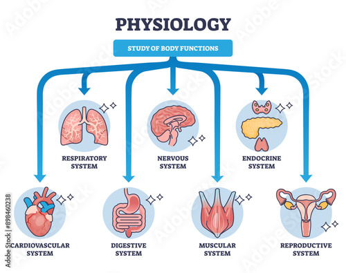 Physiology as study of body functions and organ systems outline diagram, transparent background. Labeled educational scheme with science about respiratory, nervous, cardiovascular, digestive.
