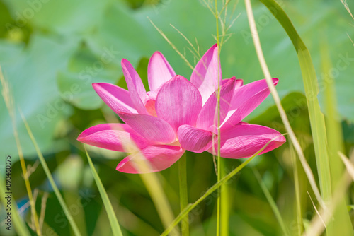 a beautiful blooming pink lotus on a sunny day