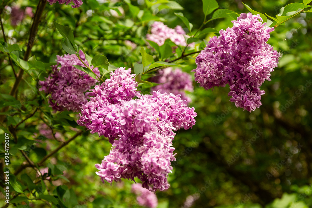 beautiful lilac flowers branch on a green background, natural spring background, soft selective focus beautiful lilac flowers branch on a green background, natural spring background, soft selective focus
