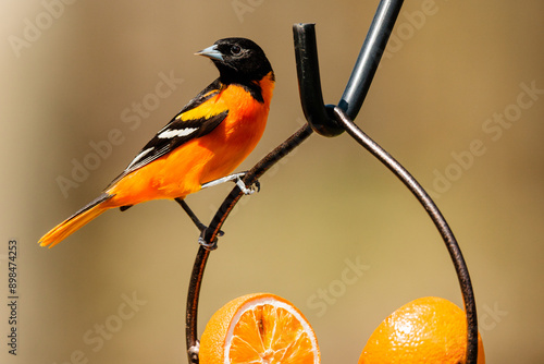 Baltimore Oriole perched on a feeder in early May in Wisconsin