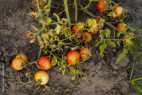 dried tomato tops and ripe tomatoes, top view. branches and bushes of tomatoes after harvesting. Rotten spoiled tomatoes in a summer cottage. Destruction of the tomato crop due to abnormal heat