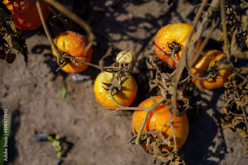 Dried tomatoes. Bad harvest. Unsatisfactory results of growing organic vegetables. Losses of farmers. photo