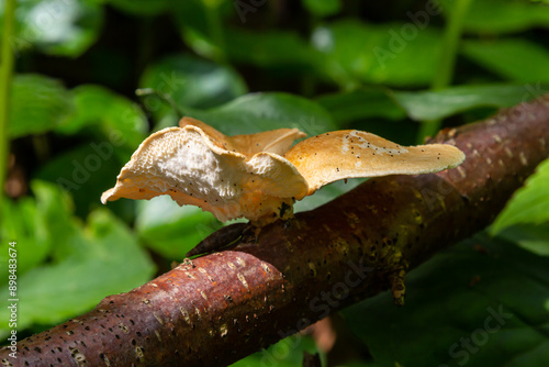 close up view of Turkey tail mushroom among the Polyporus alveolaris mushrooms found in the Bogor botanical gardens photo