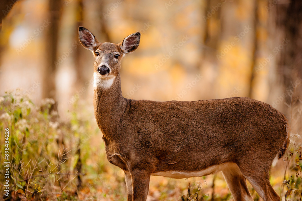 A White-tailed Deer just watching what the photographer is doing, in late October on the edge of the Wisconsin woods. A White-tailed Deer just watching what the photographer is doing, in late October on the edge of the Wisconsin woods.