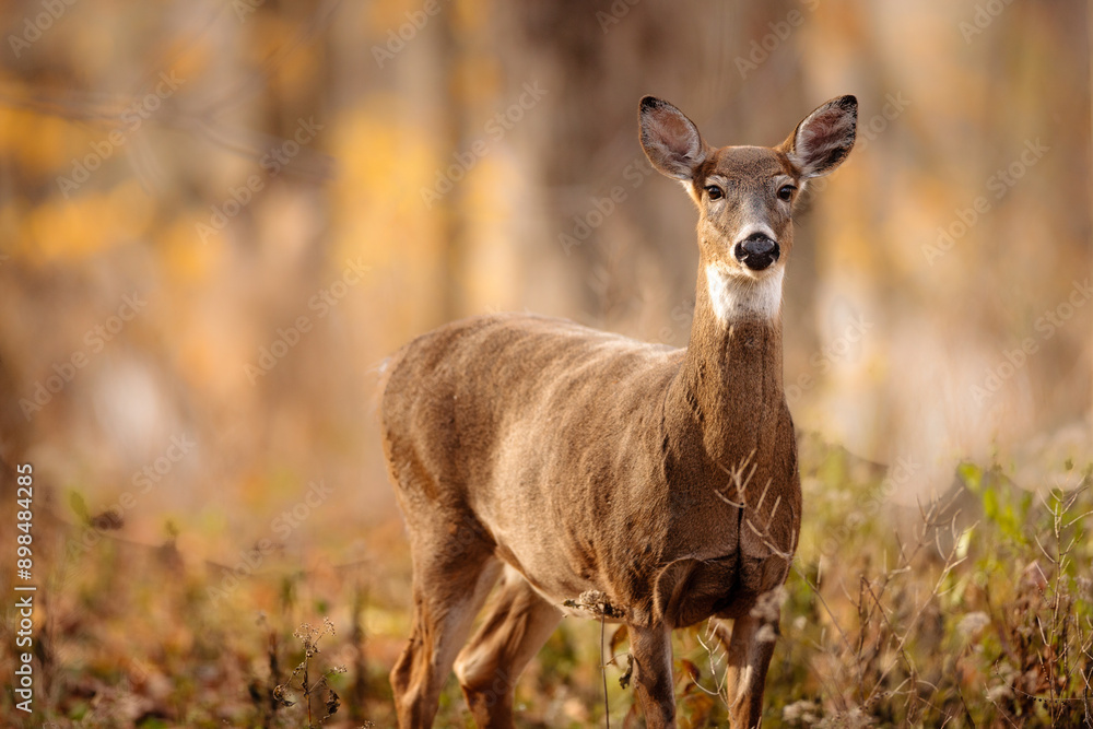 Fototapeta premium An alert White-tailed deer watching the photographer in late October on the edge of the Wisconsin woods