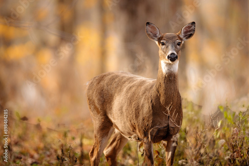 An alert White-tailed deer watching the photographer in late October on the edge of the Wisconsin woods