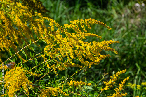 The wild flowers of Solidago altissima in autumn photo