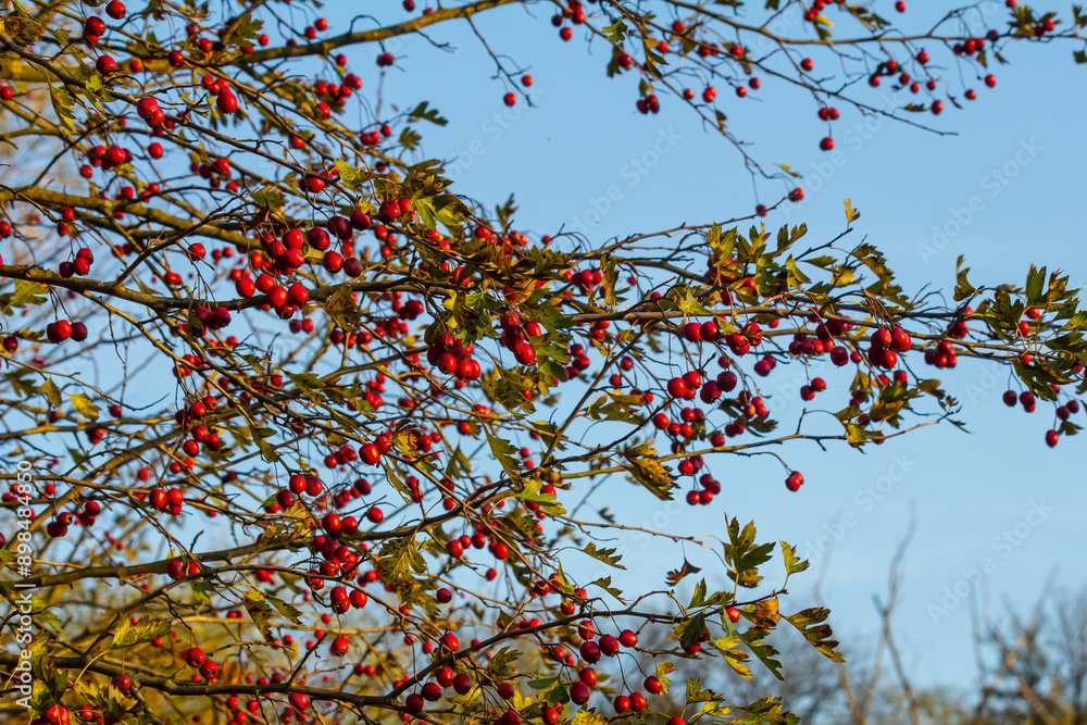 Φωτογραφία A detailed macro shot capturing the vibrant red hawthorn berries in their autumn splendor