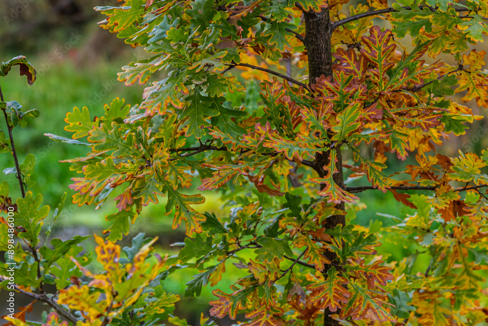 Oak branch with orange leaves in the forest in autumn. Nature background Oak branch with orange leaves in the forest in autumn. Nature background