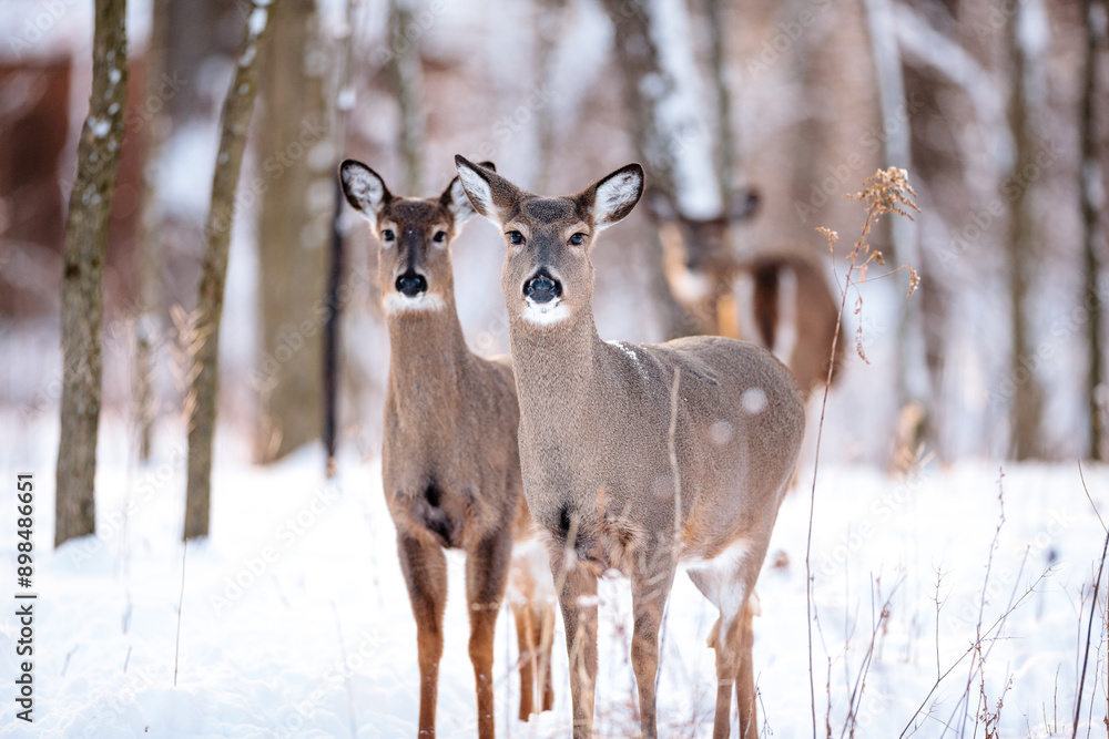 Two deer, with a third in the background, alert to the movement before them, in the winter woods near Hartford, Wisconsin Two deer, with a third in the background, alert to the movement before them, in the winter woods near Hartford, Wisconsin