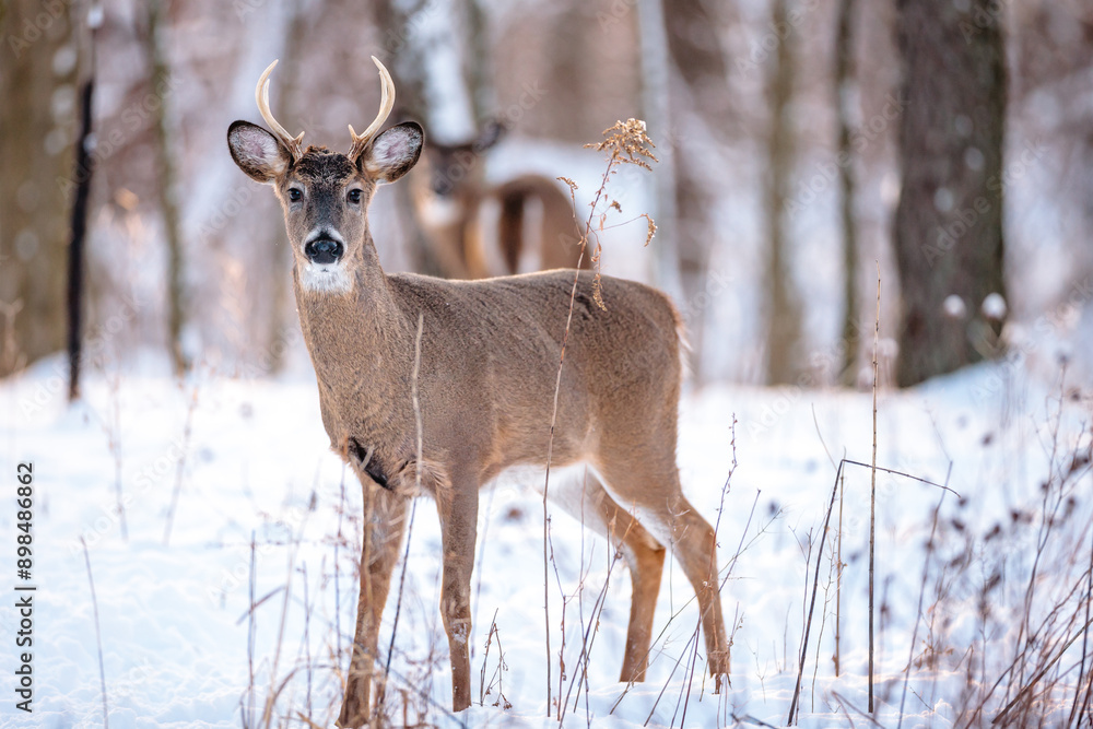 Fototapeta premium A buck is alert in the winter woods in early January near Hartford, Wisconsin