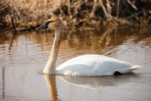 A trumpeter swan, in early April, almost blends in with the marsh background within the Horicon National Wildlife Refuge, Waupun, Wisconin