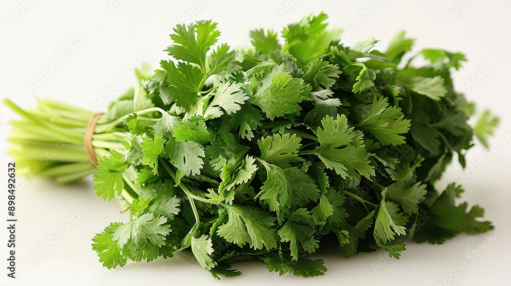 Vibrant Bunch of Fresh Cilantro Isolated on White Background for Culinary Concepts Vibrant Bunch of Fresh Cilantro Isolated on White Background for Culinary Concepts
