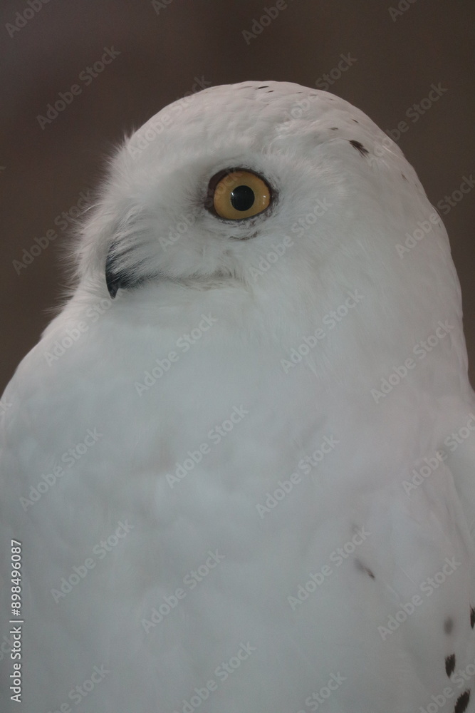 Fototapeta premium close up of a white owl's eyes looking at prey