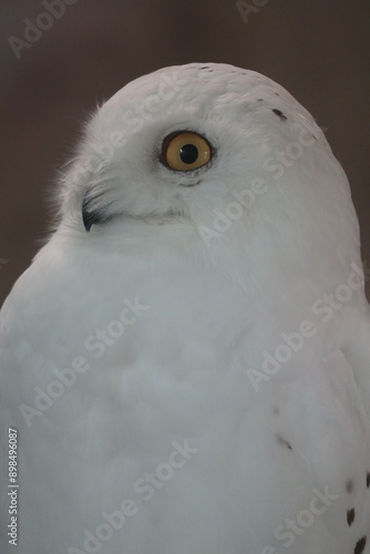 close up of a white owl's eyes looking at prey