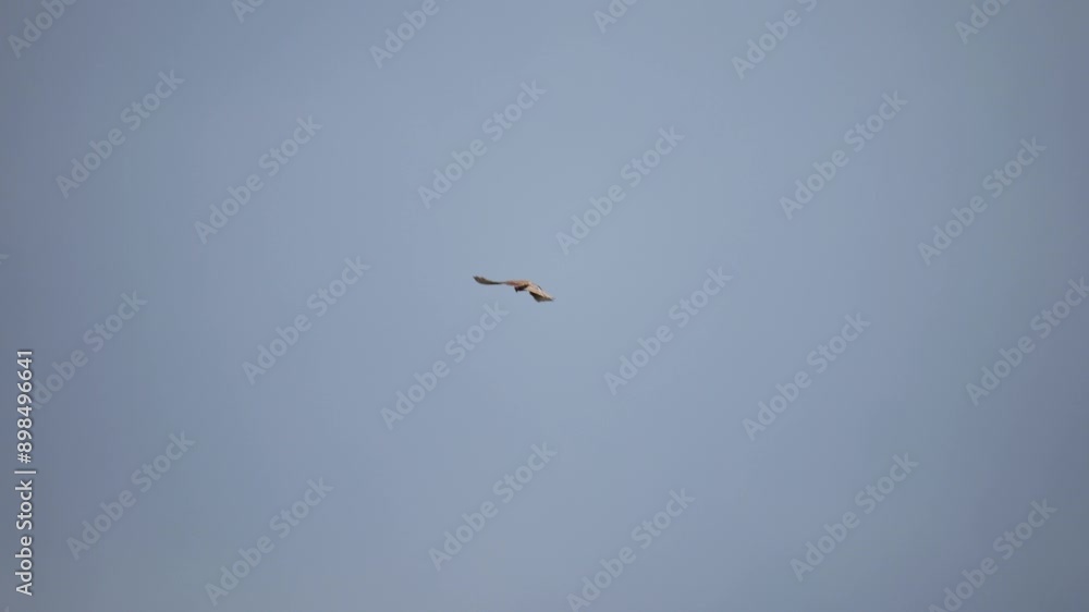 Red kite in flight near urban buildings and power lines. Captured with a telephoto lens on a cloudy day, set against a backdrop of overcast skies. Red kite in flight near urban buildings and power lines. Captured with a telephoto lens on a cloudy day, set against a backdrop of overcast skies.