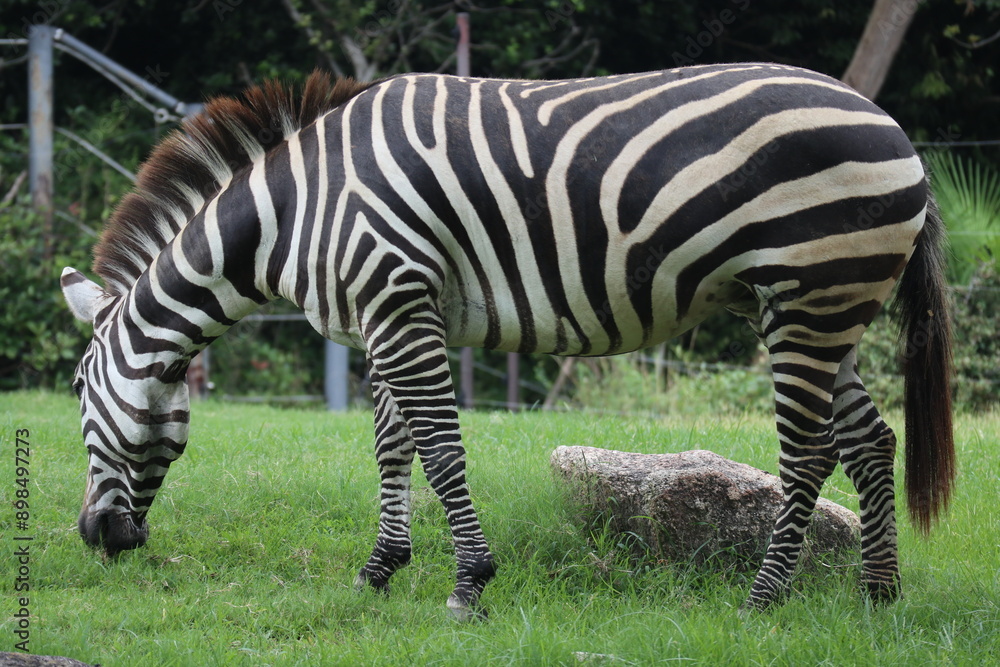 close up of a zebra eating grass at the zoo close up of a zebra eating grass at the zoo