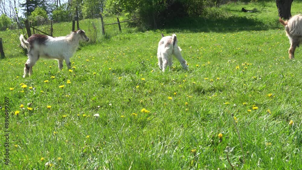 Goat and goatling at the meadow Goat and goatling at the meadow