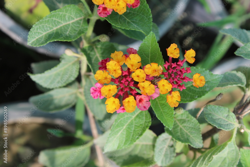 Lantana, shrub verbena, big-sage, korsu wiri, tickberry, West Indian lantana, umbelanterna, and Gu Phool Lantana, shrub verbena, big-sage, korsu wiri, tickberry, West Indian lantana, umbelanterna, and Gu Phool