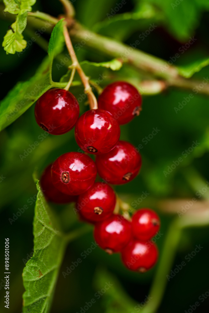 Branch of ripe red currant in a home garden Branch of ripe red currant in a home garden