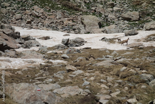 Chamois en été sur un névé de neige à proximité de l'itinéraire de randonnée pédestre photo