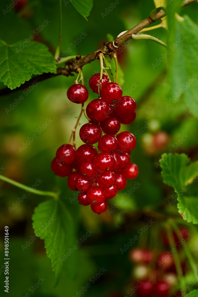 Branch of ripe red currant in a home garden