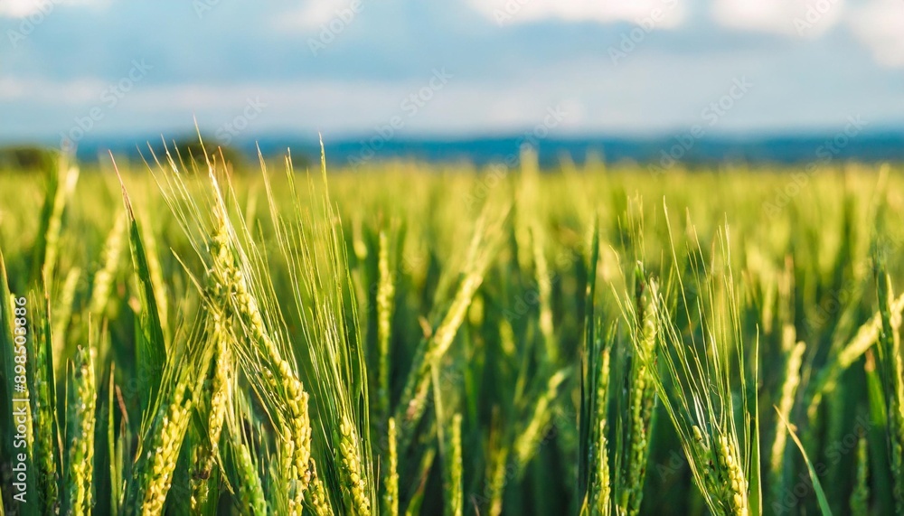 Summer wheat field panorama countryside, Agriculture. paddy's rice terraces and sky Summer wheat field panorama countryside, Agriculture. paddy's rice terraces and sky