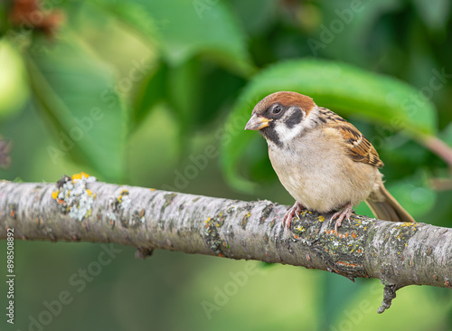 Eurasian tree sparrow, (Passer montanus), perched on a tree branch, with green vegetation in the background, in Moscow, Russia