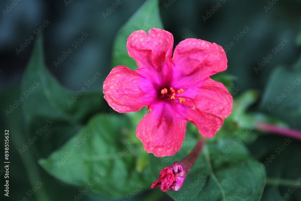 Marvel of Peru, Mirabilis jalapa or four o'clock plant and flowers Marvel of Peru, Mirabilis jalapa or four o'clock plant and flowers