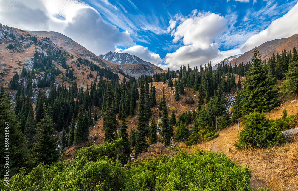 Fototapeta premium Mountain forest trees