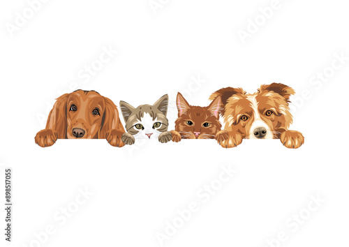 Peeking two cute cats, Cocker Spaniel and Border Collie dog