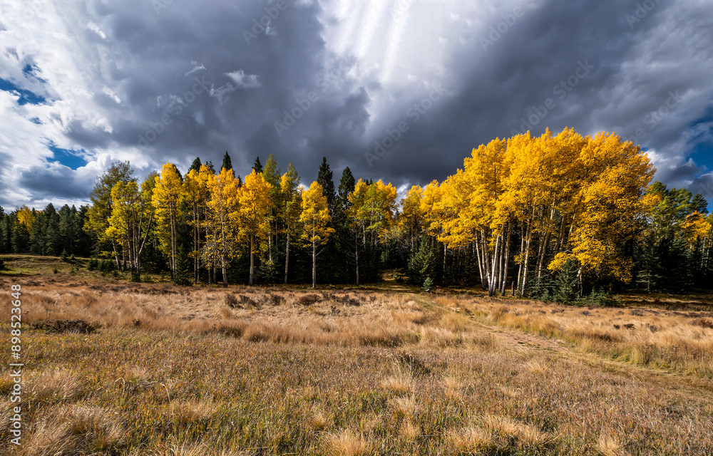 Fototapeta premium autumn landscape with trees and clouds