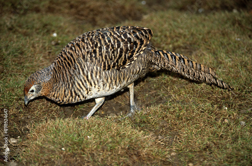 Faisan de Colchide,.Phasianus colchicus, Common Pheasant, femelle photo