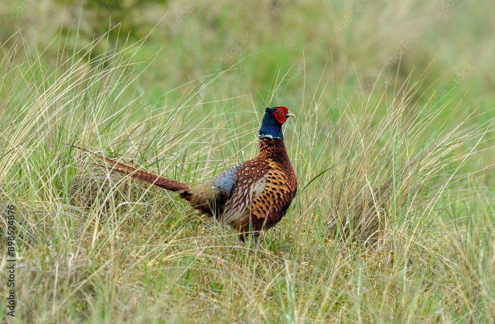 custom made wallpaper toronto digitalFaisan de Colchide,.Phasianus colchicus, Common Pheasant, mâle