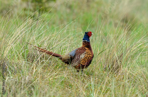 Wallpaper Mural Faisan de Colchide,.Phasianus colchicus, Common Pheasant, mâle Torontodigital.ca