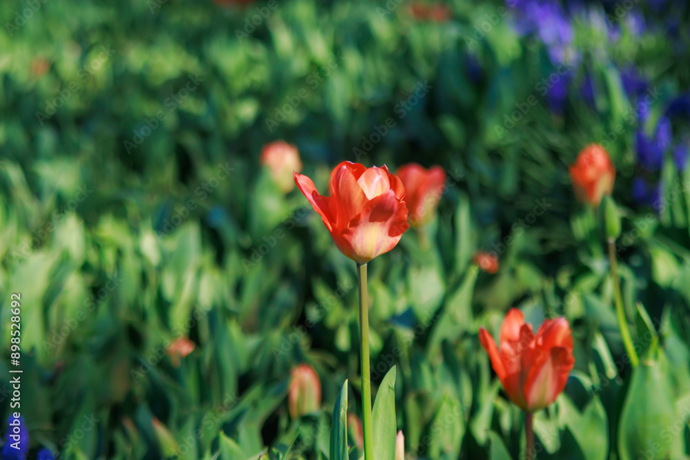 red tulips in the garden, selective close up photo red tulips in the garden, selective close up photo