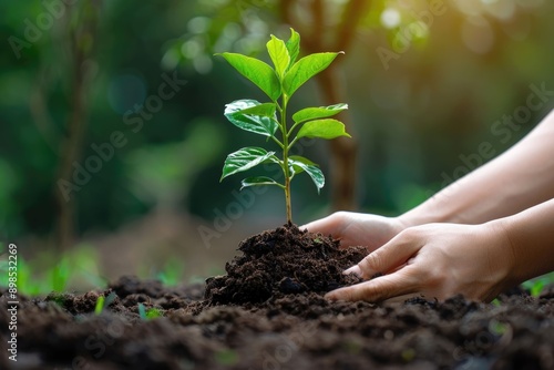 Planting trees on volunteers hand for environmental protection and harmony.