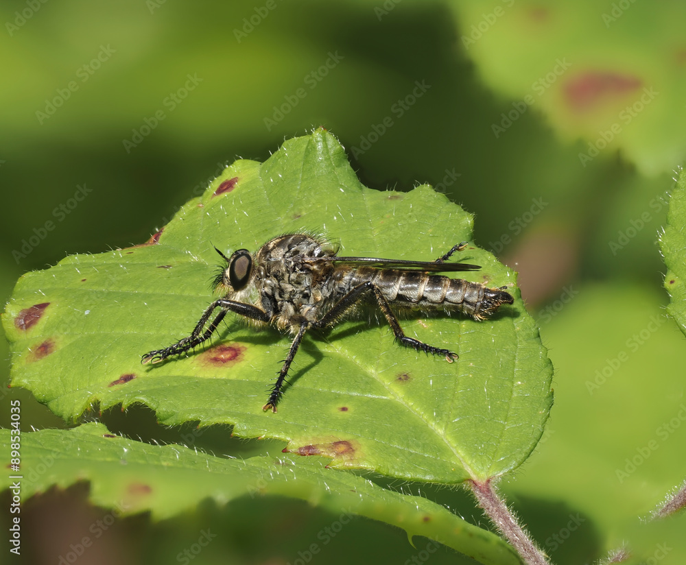 Gemeine Raubfliege (Tolmerus atricapillus) Gemeine Raubfliege (Tolmerus atricapillus)