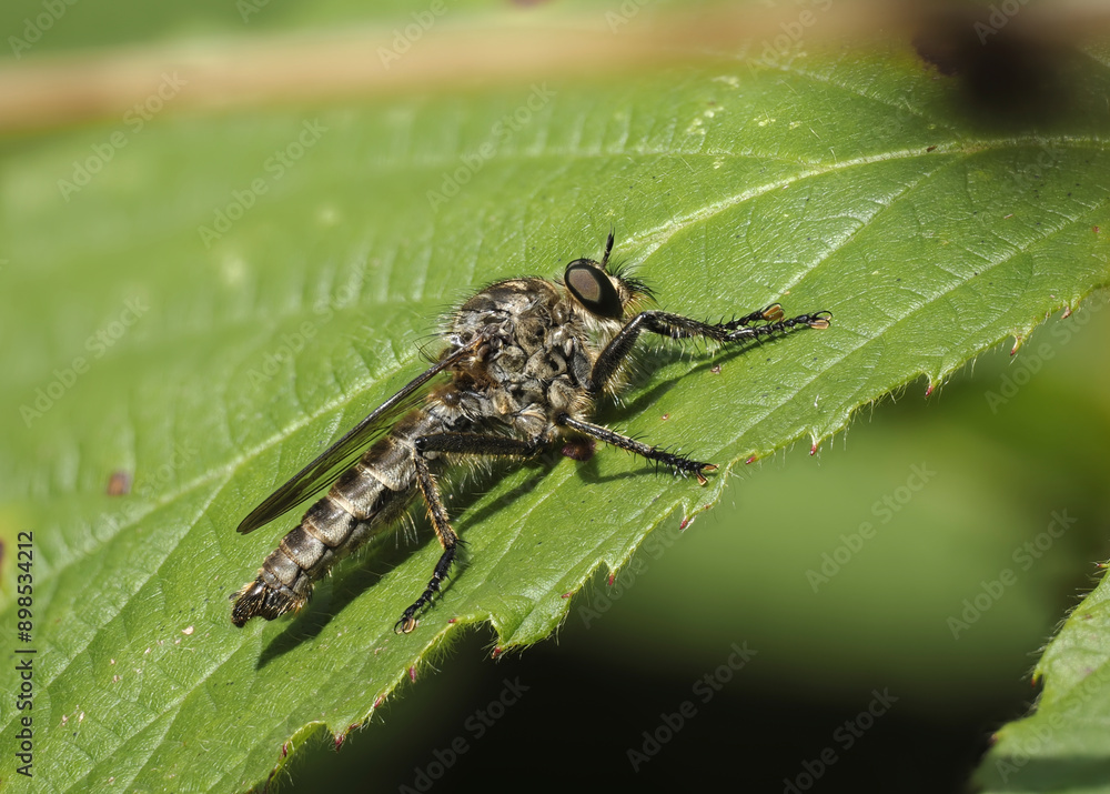 Naklejka premium Gemeine Raubfliege (Tolmerus atricapillus)