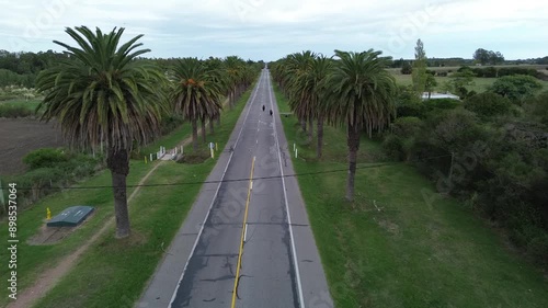 Two motorcycles drive away on palm-lined highway. Spring day on a quiet road. Drone shot.