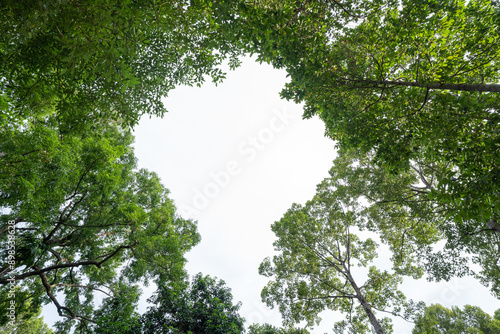 Sunlight filters through the trees in a forest, with Green trees in the background.