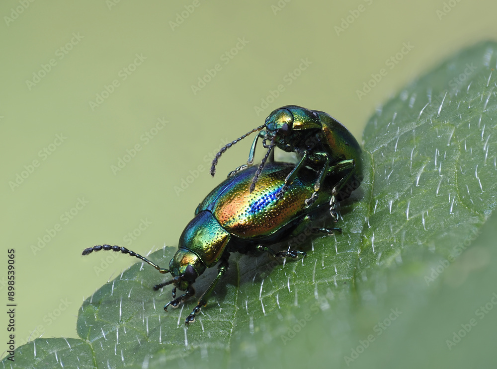 Naklejka premium Prächtiger Blattkäfer oder Goldglänzender Blattkäfer (Chrysolina fastuosa)