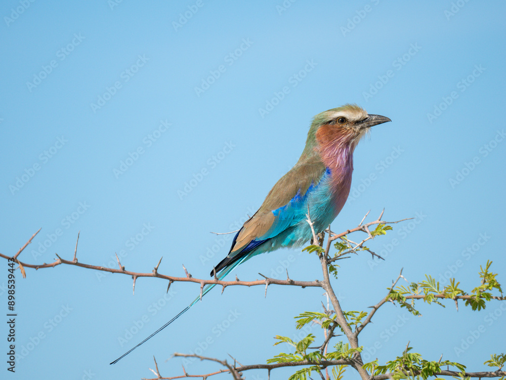 Fototapeta premium Gabelracke (Coracias caudatus)