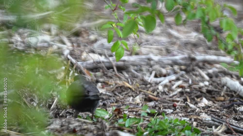 Blackbirds search for worms in the ground and leaves with their beaks, close-up Blackbirds search for worms in the ground and leaves with their beaks, close-up