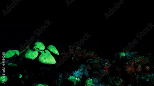 Night shot: seascape under ultraviolet light with fluorescent coral photo