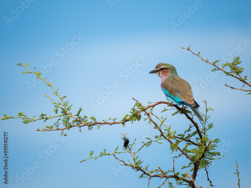 Gabelracke (Coracias caudatus) photo