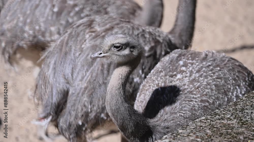 Darwin's Rhea takes a stroll around the zoo grounds Darwin's Rhea takes a stroll around the zoo grounds
