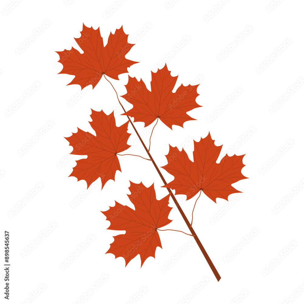 Branch with red autumn maple leaves isolated on transparent and white background. Close-up element for design decoration. Vector cartoon illustration. Seasons and leaf fall. Branch with red autumn maple leaves isolated on transparent and white background. Close-up element for design decoration. Vector cartoon illustration. Seasons and leaf fall.