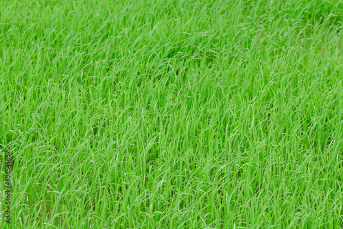 Rice fields, young green rice plants